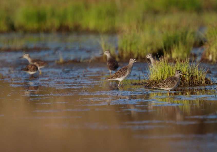 Lintujen kuvaaminen tulvalla piiloteltassa