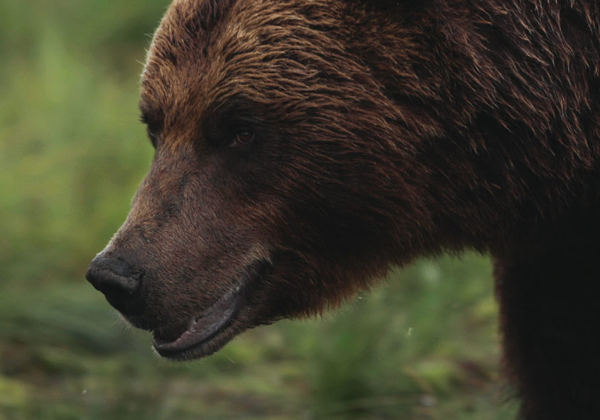 Ensimmäistä kertaa karhukojussa