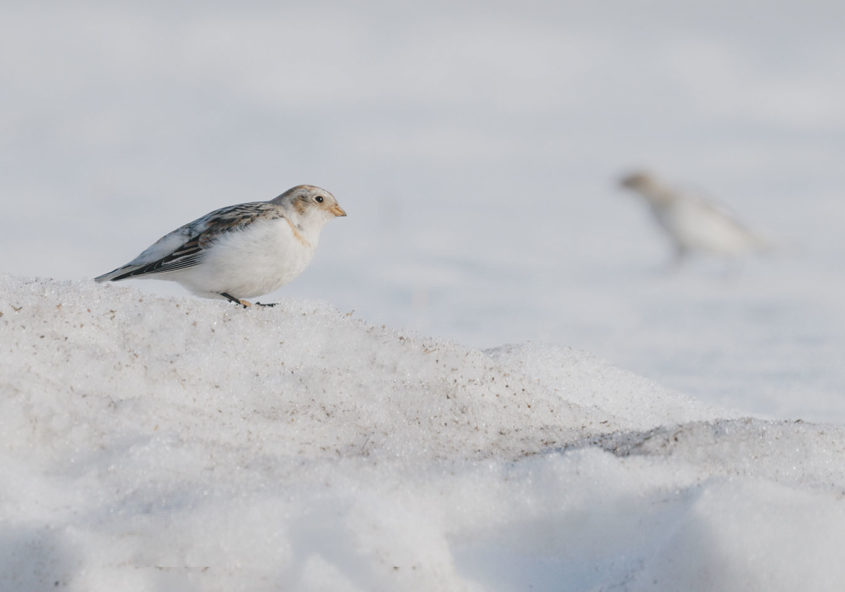 Testissä Canon RF 100-500