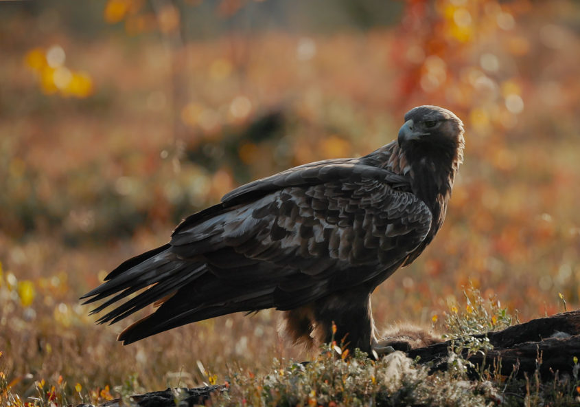 Kotkan kuvaaminen syksyllä