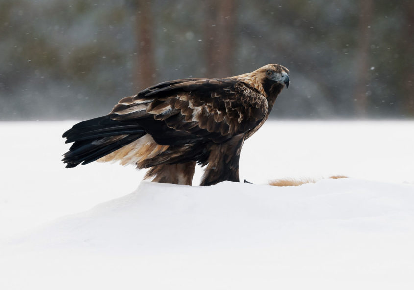 Ensimmäistä kertaa kotkakojussa