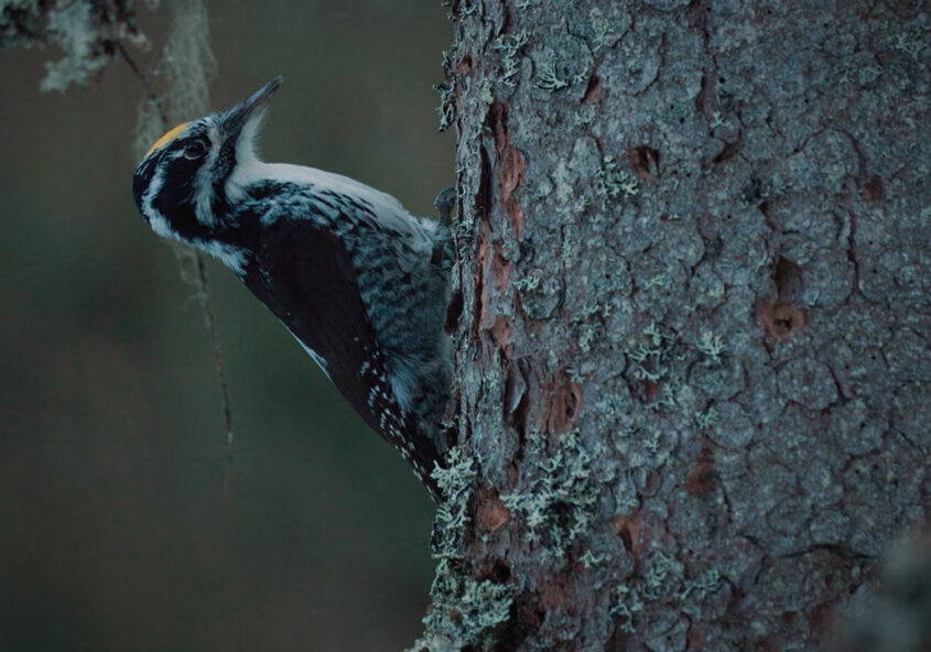 Lintukuvaajan uusi vuosi