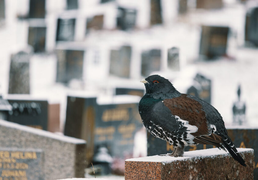 Hullu metso hautausmaalla