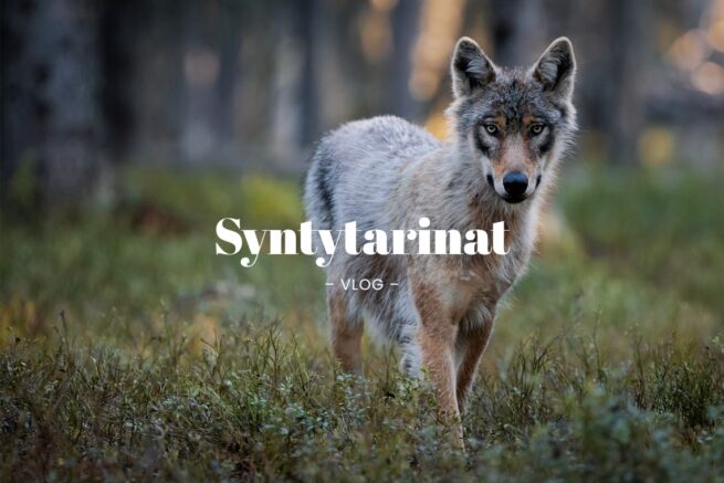 Luontovideoiden syntytarinat