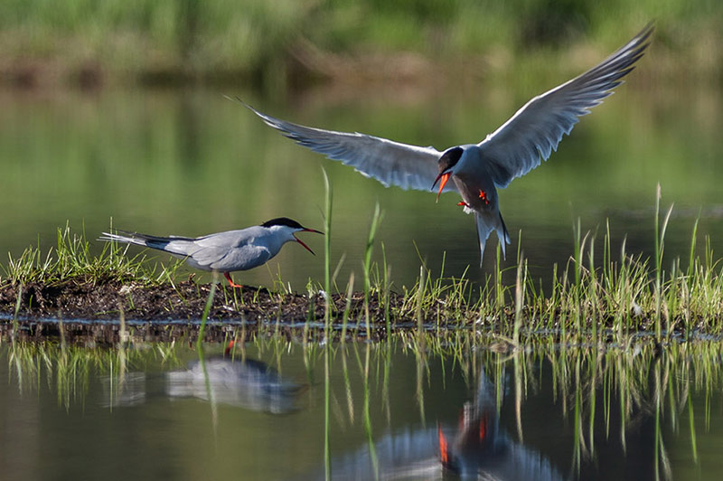 Bird guide group Lahti