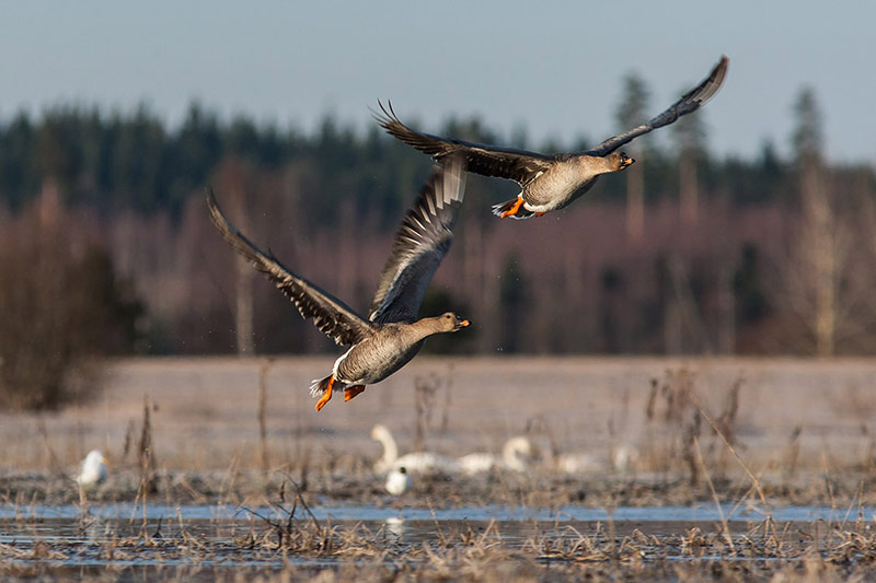 Bird guide group Finland