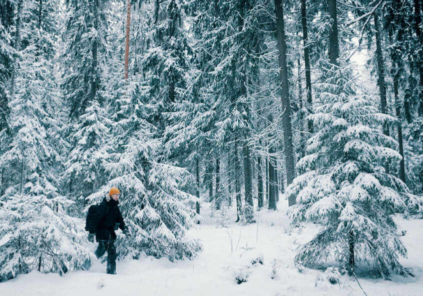 Rauhallinen retki metsään