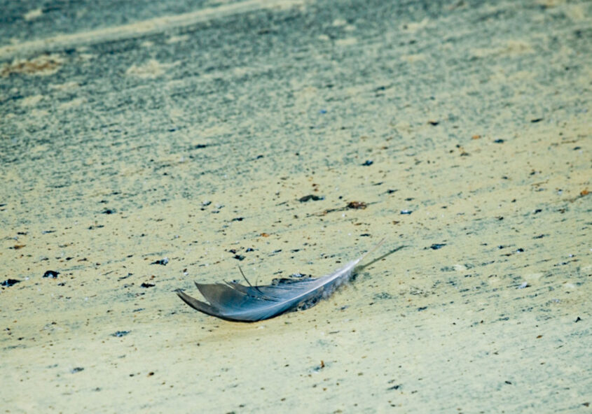 luontovideokilpailut